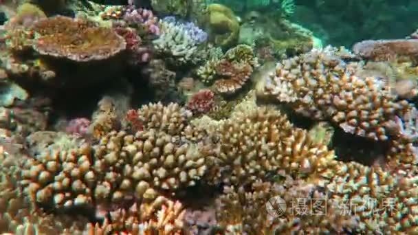 珊瑚海大堡礁昆士兰澳大利亚视频