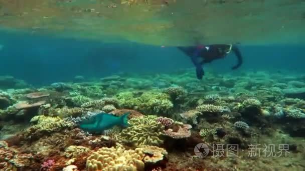 女人在珊瑚海大堡礁浮潜视频