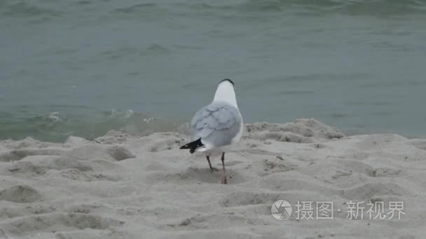 灰色的海鸥在海滩上行走视频