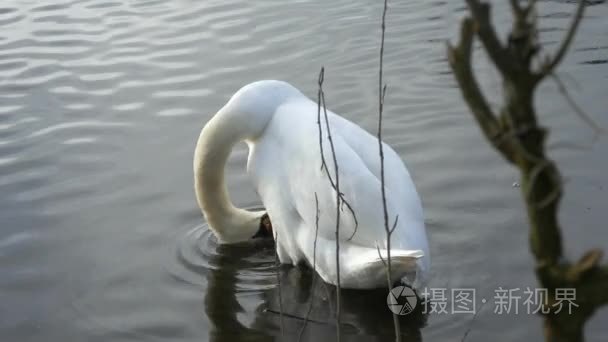 年轻夫妇在家一起在圣瓦伦丁图书馆跳舞的美好时光视频