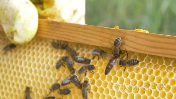 对蜜蜂酿蜜的蜜蜂