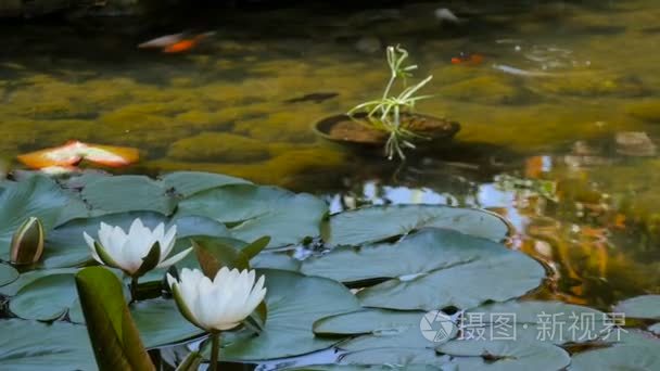 叶在一个池塘中的鱼儿游视频