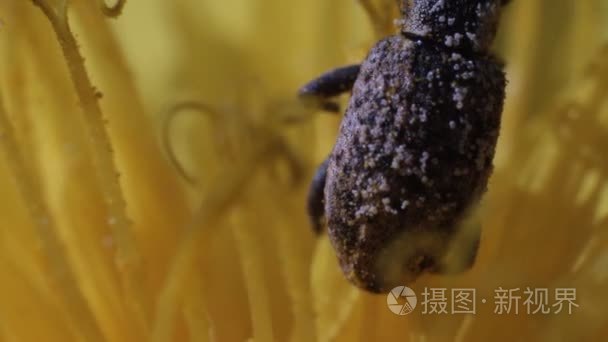 甲虫的蒲公英花雄蕊之间视频
