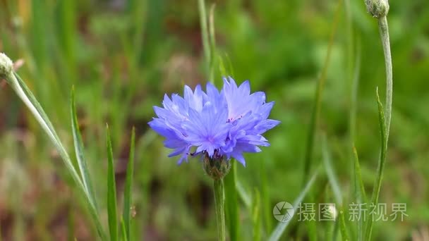 盛开的矢车菊场野生视频