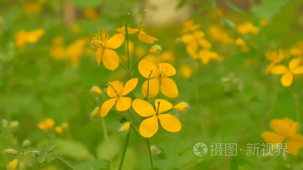 白屈菜花卉特写慢动作视频视频