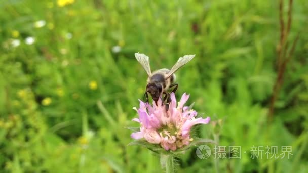 蜜蜂授粉花卉视频