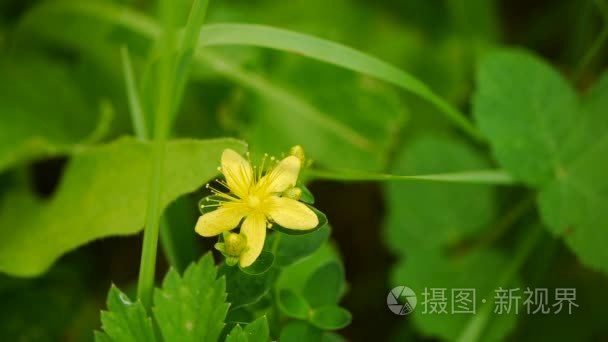 夏天的背景。鲜花。春天背景。自然背景。黄色的花