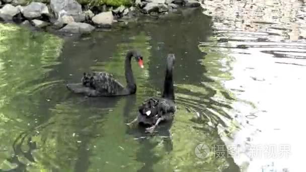 两位美丽黑天鹅湖里游泳视频