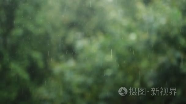 树叶背景纹理细雨视频