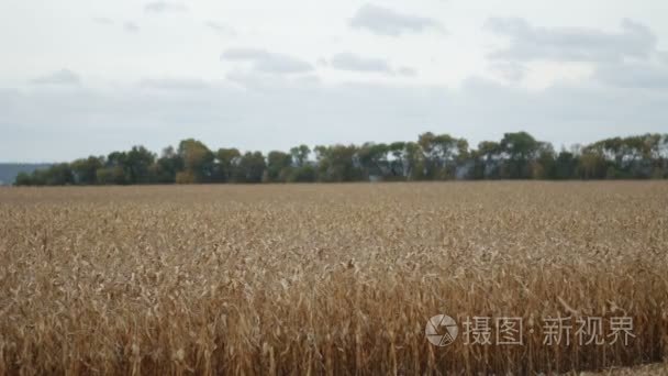 农业玉米与蓝色多云的天空视频