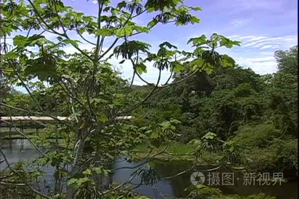 在巴西丛林森林