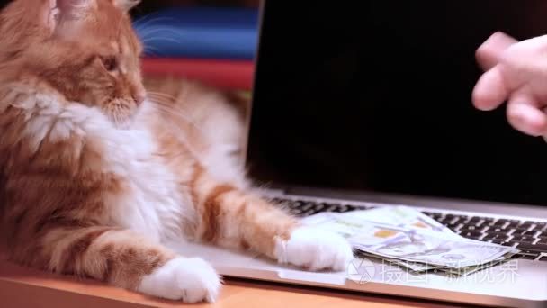 猫和金钱与笔记本电脑视频