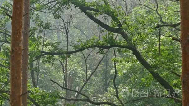 弯曲的树在森林慢动作视频视频