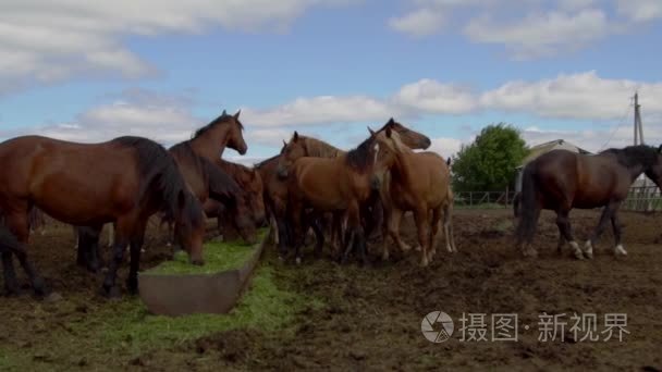 在农家院吃干草的棕色马视频