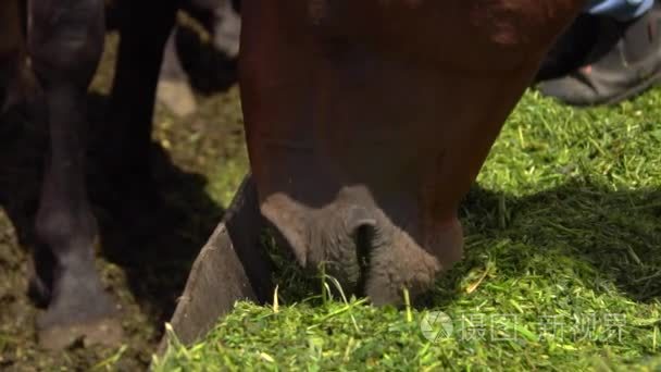 在农家院吃干草的棕色马视频