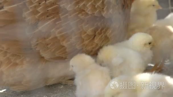 母鸡保姆和鸡啄食谷粒视频