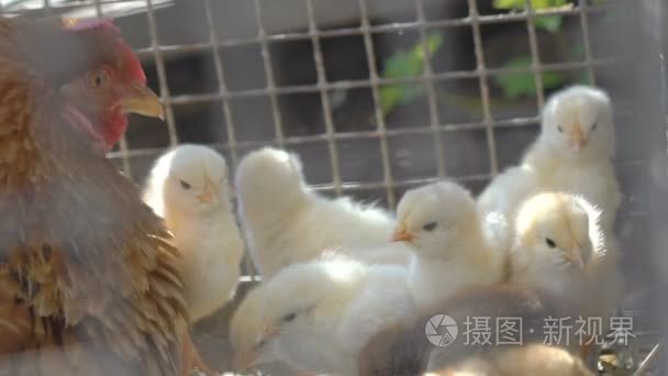 母鸡保姆和鸡在院子里啄食谷粒视频