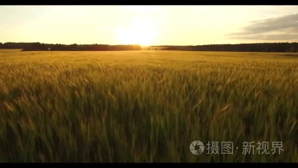 4 k 高清麦田日落空中飞行低生穗状花序。缓慢移动的阳光照耀着金黄的麦穗谷物场土地傍晚，太阳光的相机。农业有机农业好收成概念