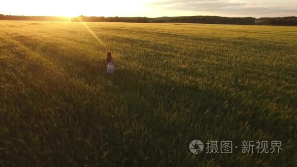 高清 4 k 年轻女人走在小麦场日落收获夏天慢动作。有魅力的女孩农民的女儿摸到穗状花序在手中的花束中田园景观金色阳光晚上步骤