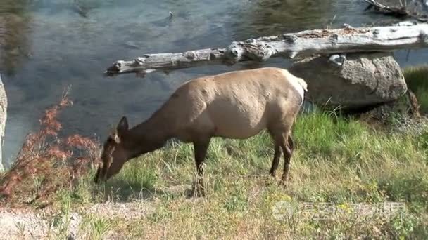 麋鹿湖边散步视频