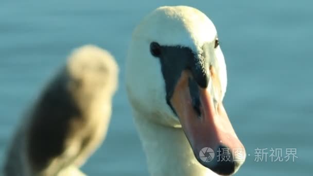 白色天鹅湖上视频