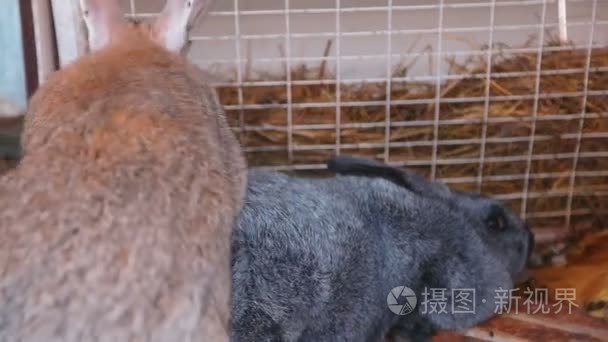 关在笼子里的农场兔视频