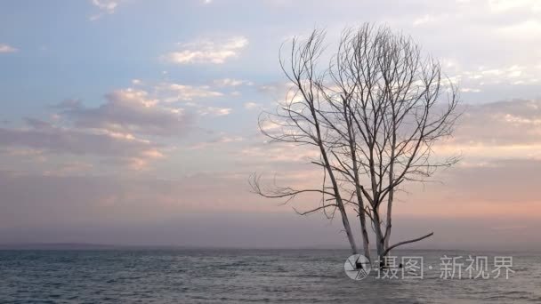 海洋在晚霞与副本空间下的死树视频