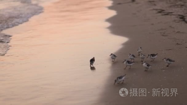 在海滩上的小鸟视频