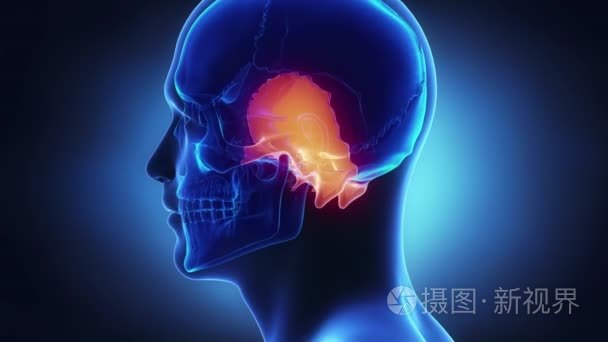 人类头骨解剖视频