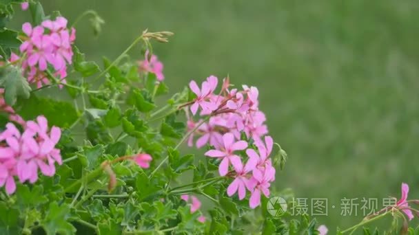 粉色波斯菊花卉视频