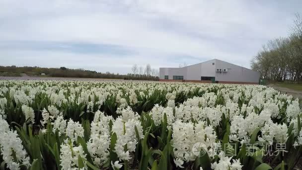 春天在荷兰风信子花卉场视频