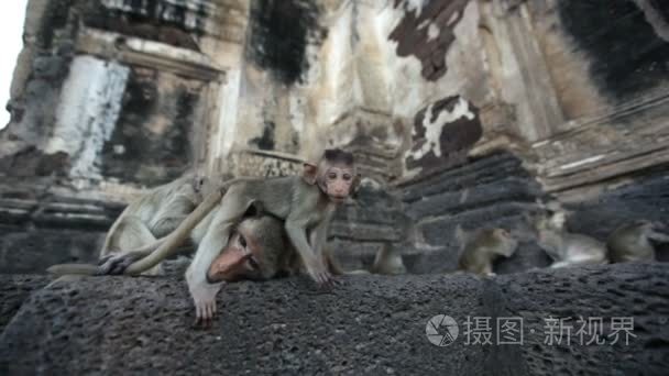 泰国华富里市免费的猴子视频