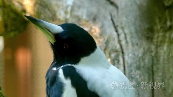 Australian magpie (Cracticus tibicen) is medium-sized black and 