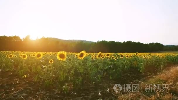 空中拍摄场的向日葵视频