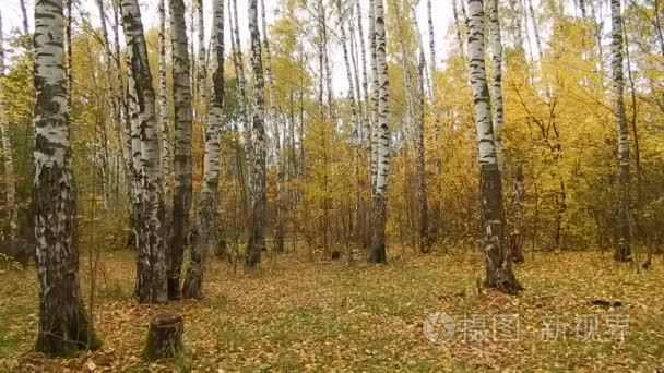 秋天的叶子落在桦木的一天视频