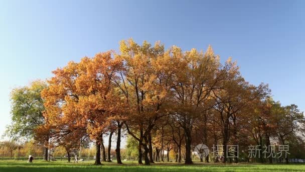秋天的落叶栎树上视频