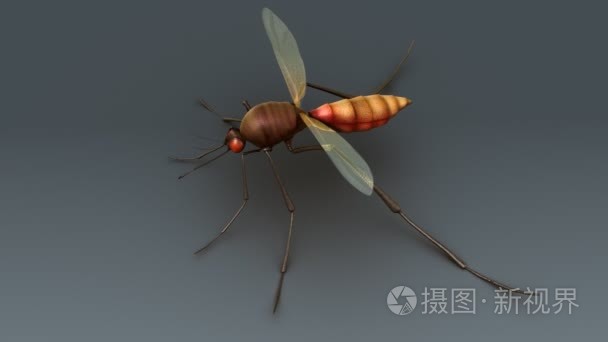 传染性的蚊子昆虫视频
