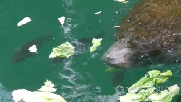 海牛水晶河视频