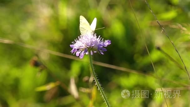 白色的蝴蝶，坐在花上。慢动作