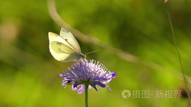 白色的蝴蝶，坐在花上。慢动作