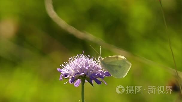 白色的蝴蝶，坐在花上。慢动作