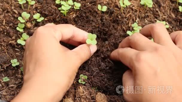 土壤中种植苗木的妇女视频