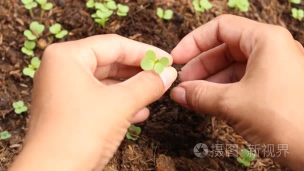 土壤中种植苗木的妇女视频