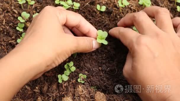 土壤中种植苗木的妇女视频