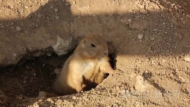 草原犬鼠成年警报在洞穴入口处