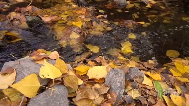 森林溪流下降黄色的树叶秋天摄影机的运动