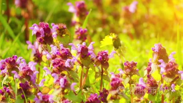 Lamium purpureum  known as red dead-nettle  purple dead-nettle  