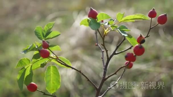 红玫瑰果浆果上树分支性质布什视频