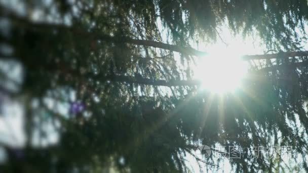 太阳耀斑闪耀冷杉的树枝视频