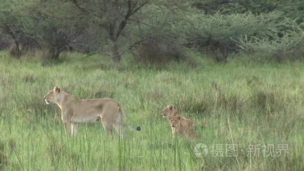 非洲大草原野生危险哺乳动物狮子肯尼亚